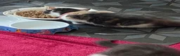 Norwegian Forest Cat cats for sale: 6 Norwegian Forest kittens in Cardiff - Advert 18