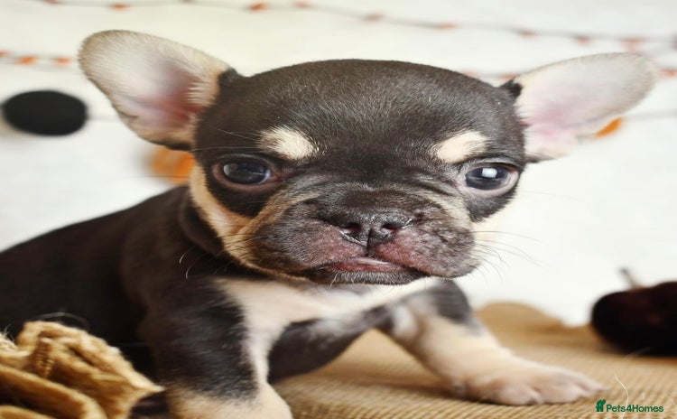 French Bulldog dogs - Advert 4