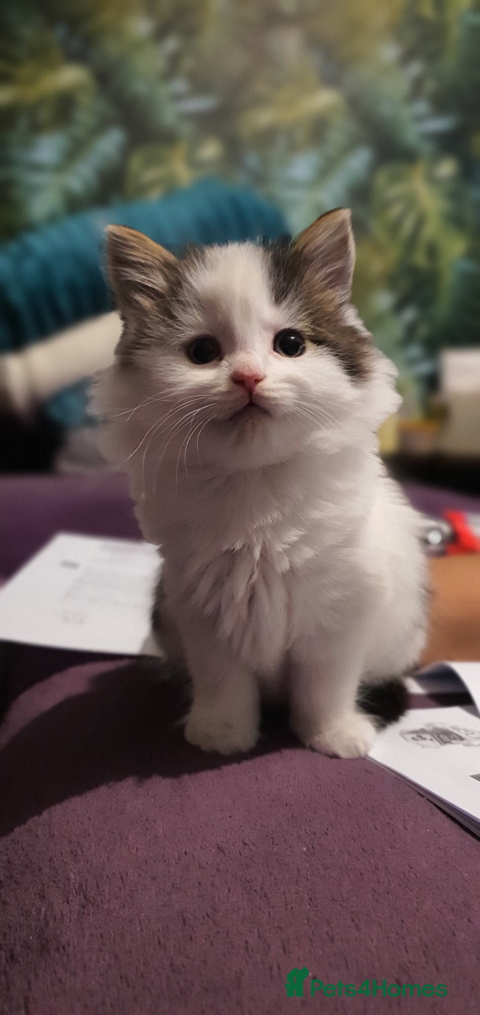 Persian cats Adorable Persian Kittens - Advert 5