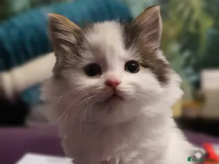 Persian cats Adorable Persian Kittens - Advert 5