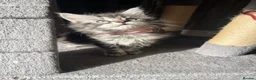 Maine Coon cats for sale: Last Maine coon girl left ready to leave 🩷 - Advert 21