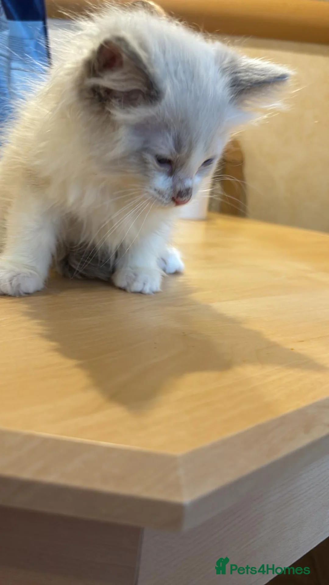 Ragdoll cats for sale: Beautiful Ragdols  - Advert 12