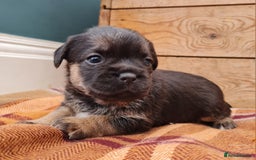 Border Terrier dogs for sale: Blue and Tan Border Terrier Pups, Ready Dec 13th - Advert 2