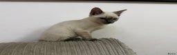 Ragdoll cats for sale: A very special little boy! - Advert 4