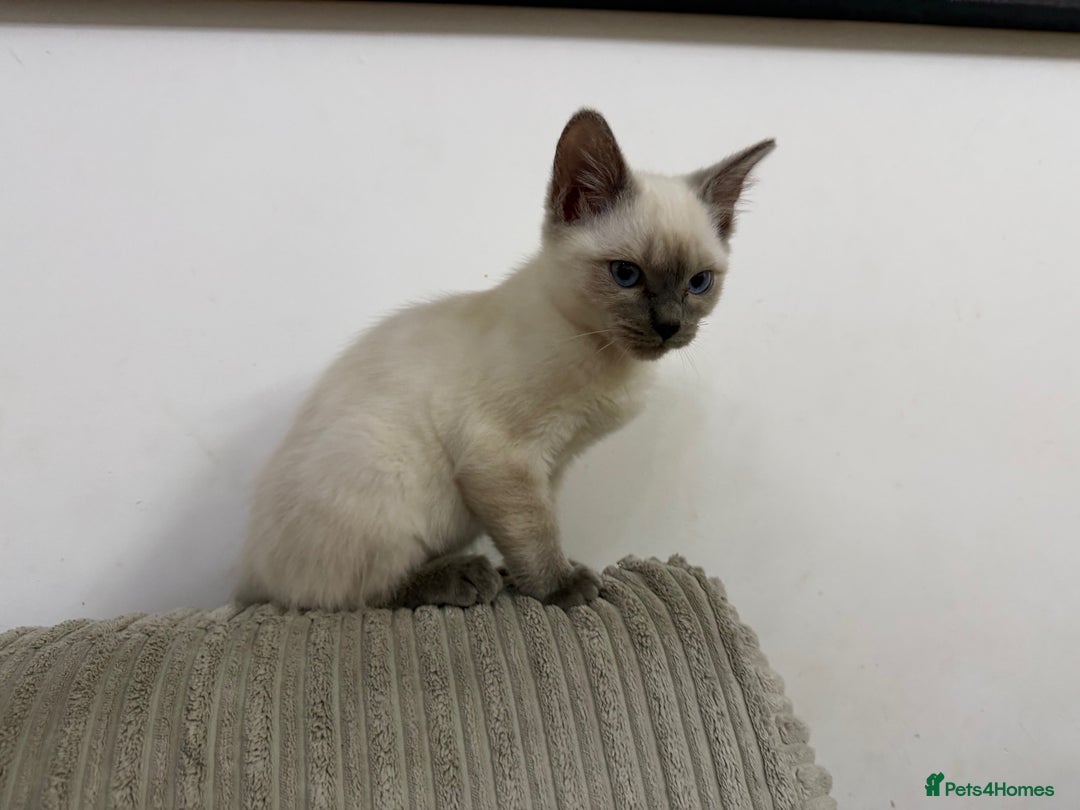 Ragdoll cats for sale: A very special little boy! - Advert 4