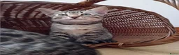 Bengal cats for sale: Bengal Kittens: Princess, Hunter & Friend - Advert 26