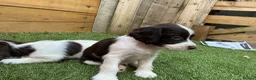 English Springer Spaniel dogs for sale: Beautiful springer spaniel puppies - Advert 21
