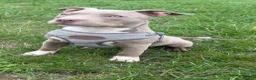 American Bully dogs for sale: Beautiful little boy pocket bully  - Advert 1