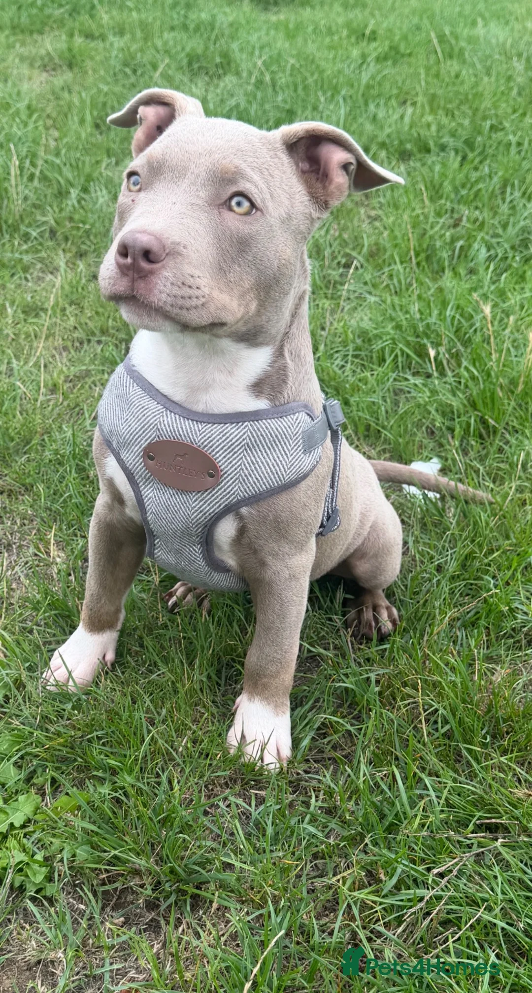 American Bully dogs for sale: Beautiful little boy pocket bully  - Advert 1