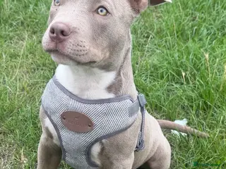 American Bully dogs Beautiful little boy pocket bully - Advert 9