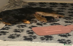 Miniature Dachshund dogs for sale: Long haired Miniature Dachshund - Advert 5