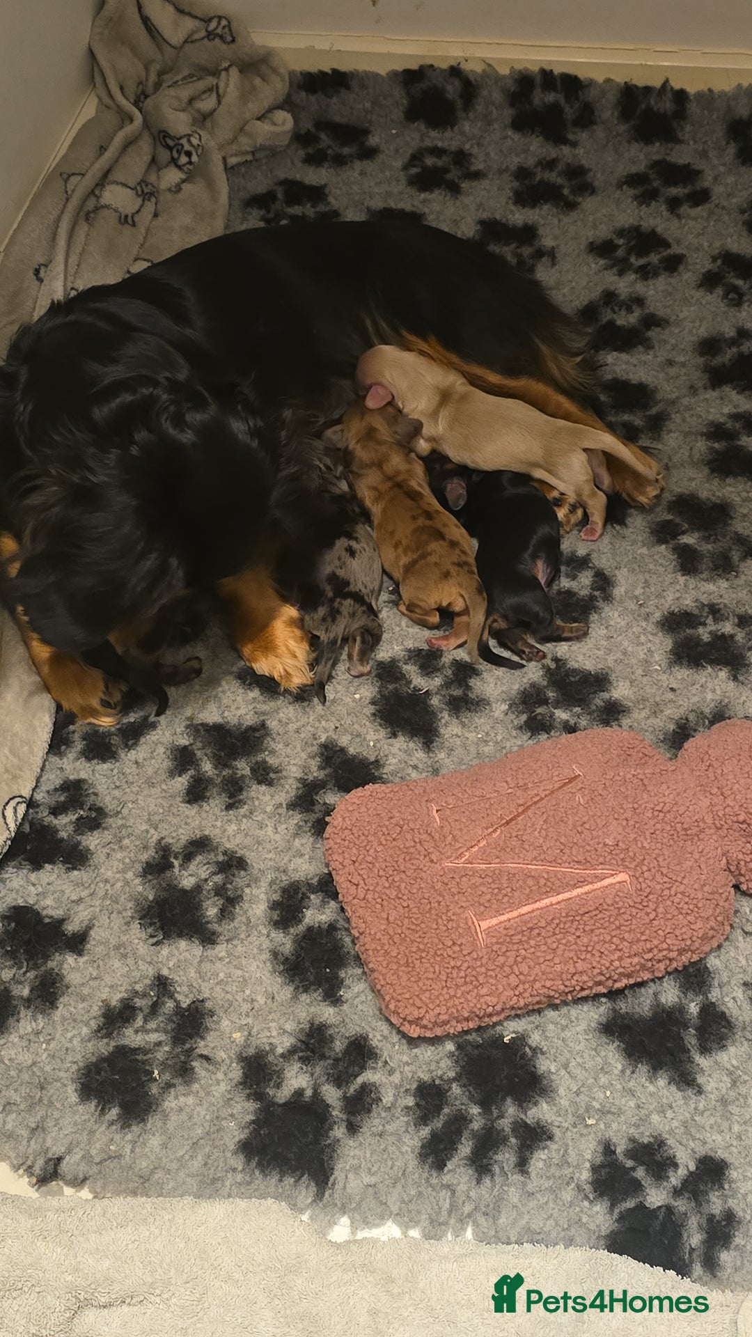 Miniature Dachshund dogs for sale: Long haired Miniature Dachshund - Advert 5