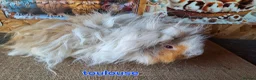 Guinea Pig rodents for sale: Lunkarya  - Advert 4