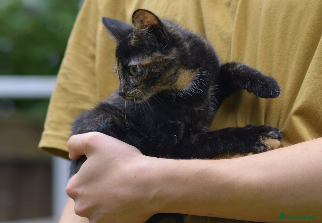 Mixed Breed cats for sale: playful lovely kittens grey torti black girls boys - Image 21