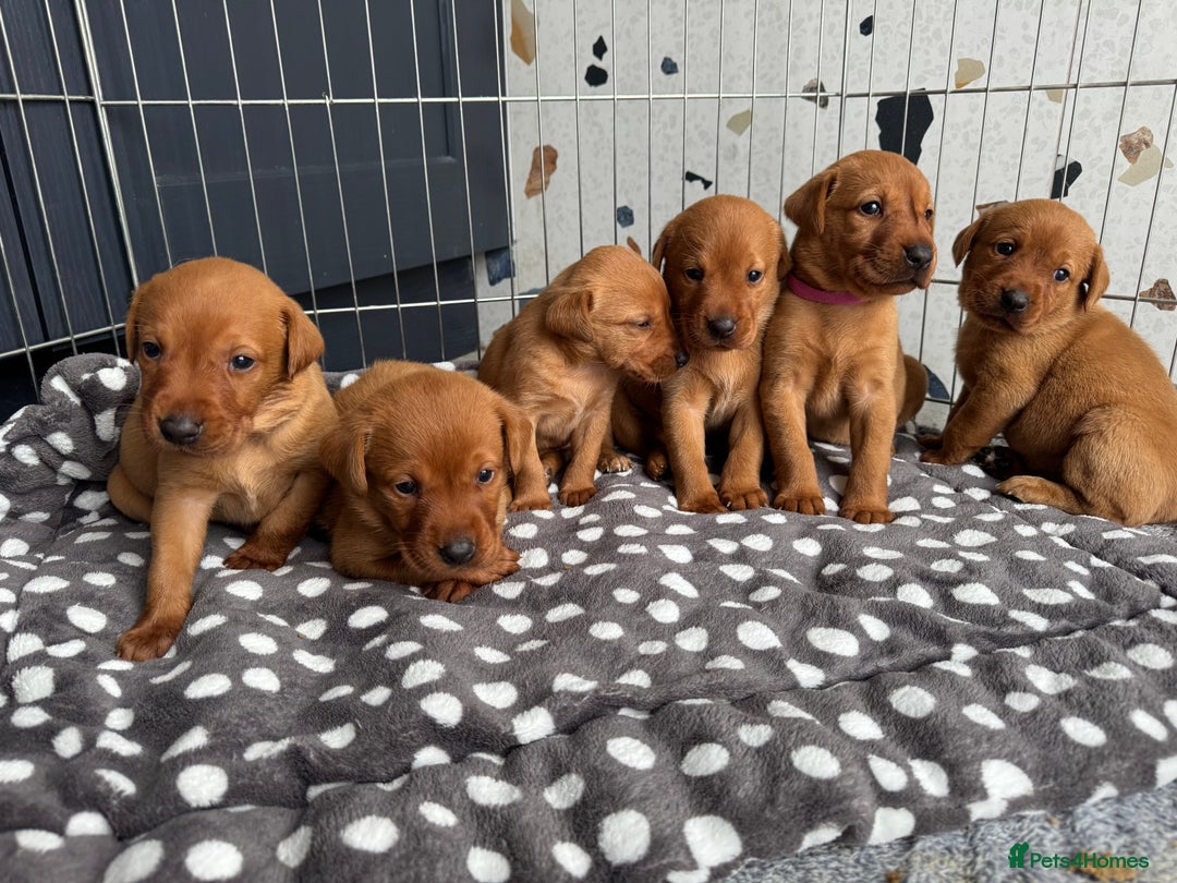 Labrador Retriever dogs for sale: KC registered Fox Red Labrador puppies  - Image 1