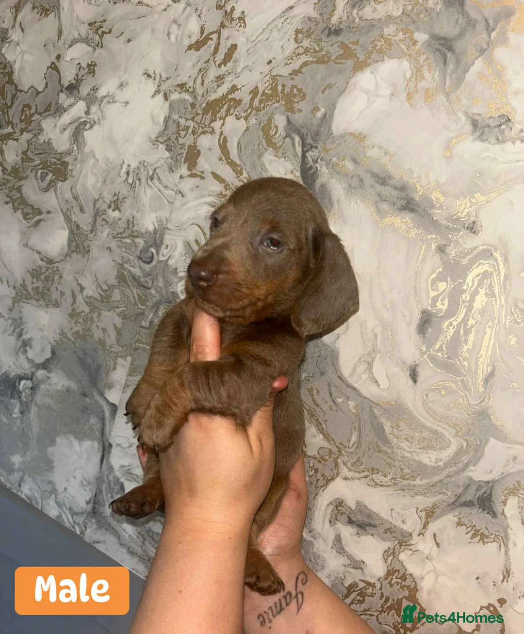 Miniature Dachshund dogs for sale: Minature Dachshund puppys  - Advert 24