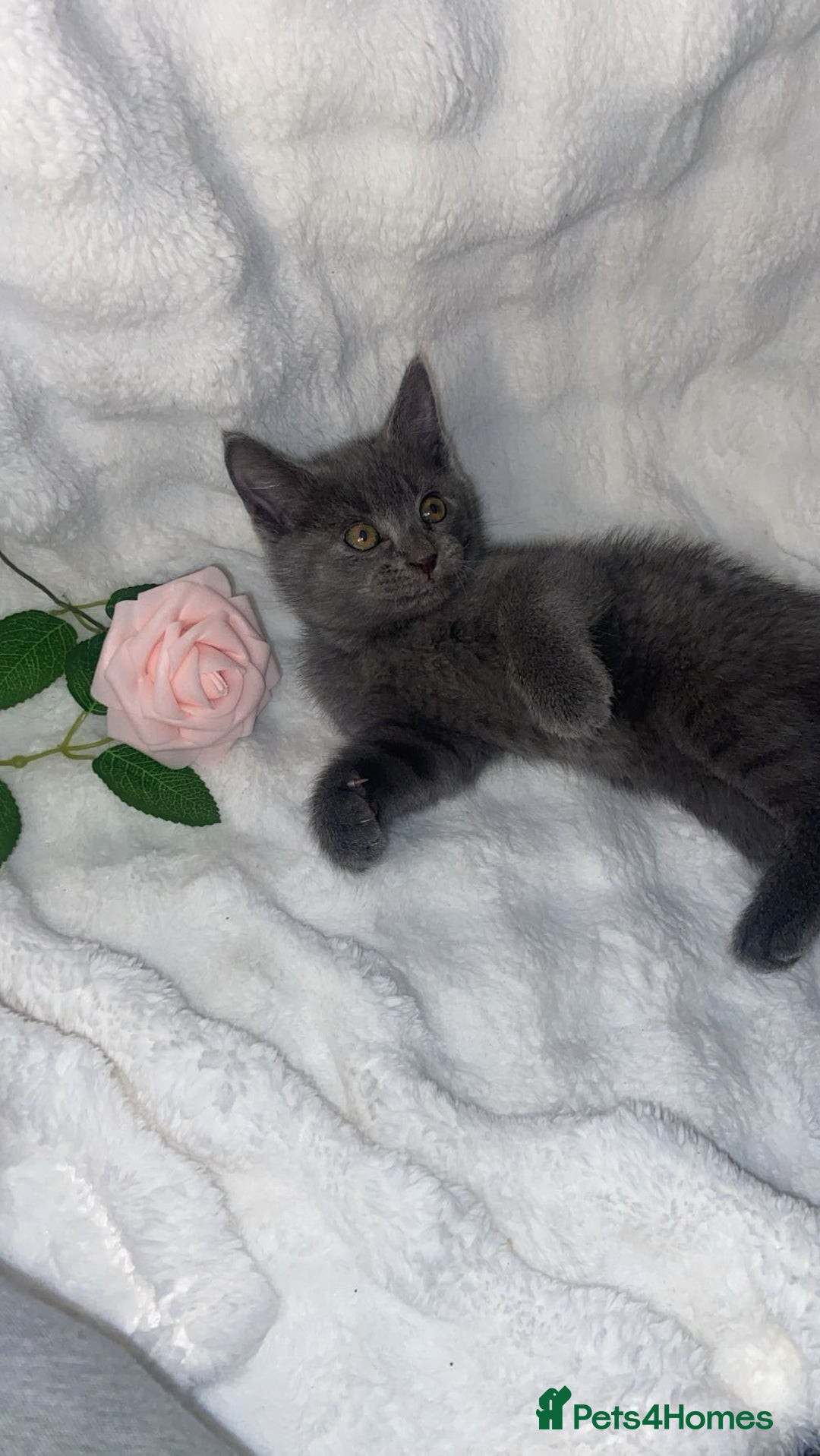 British Shorthair cats for sale: Cute British shorthair x sypnx kitten 9 weeks old - Advert 12