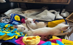 Tonkinese cats for sale: Registered, pedigree 1st generation,  VET checked  - Image 9