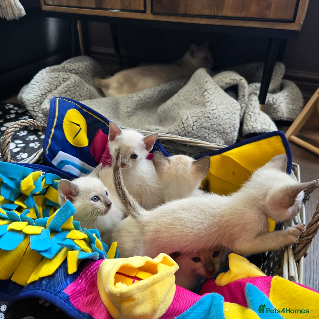 Tonkinese cats for sale: Registered, pedigree 1st generation,  VET checked  - Image 9