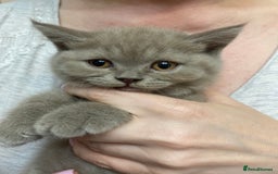 British Shorthair cats for sale: LAST 2 FEMALE kittens British shorthair kittens  in Maidstone - Image 22