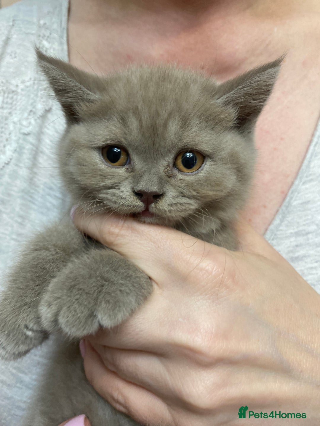 British Shorthair cats for sale: LAST 2 FEMALE kittens British shorthair kittens  in Maidstone - Image 22