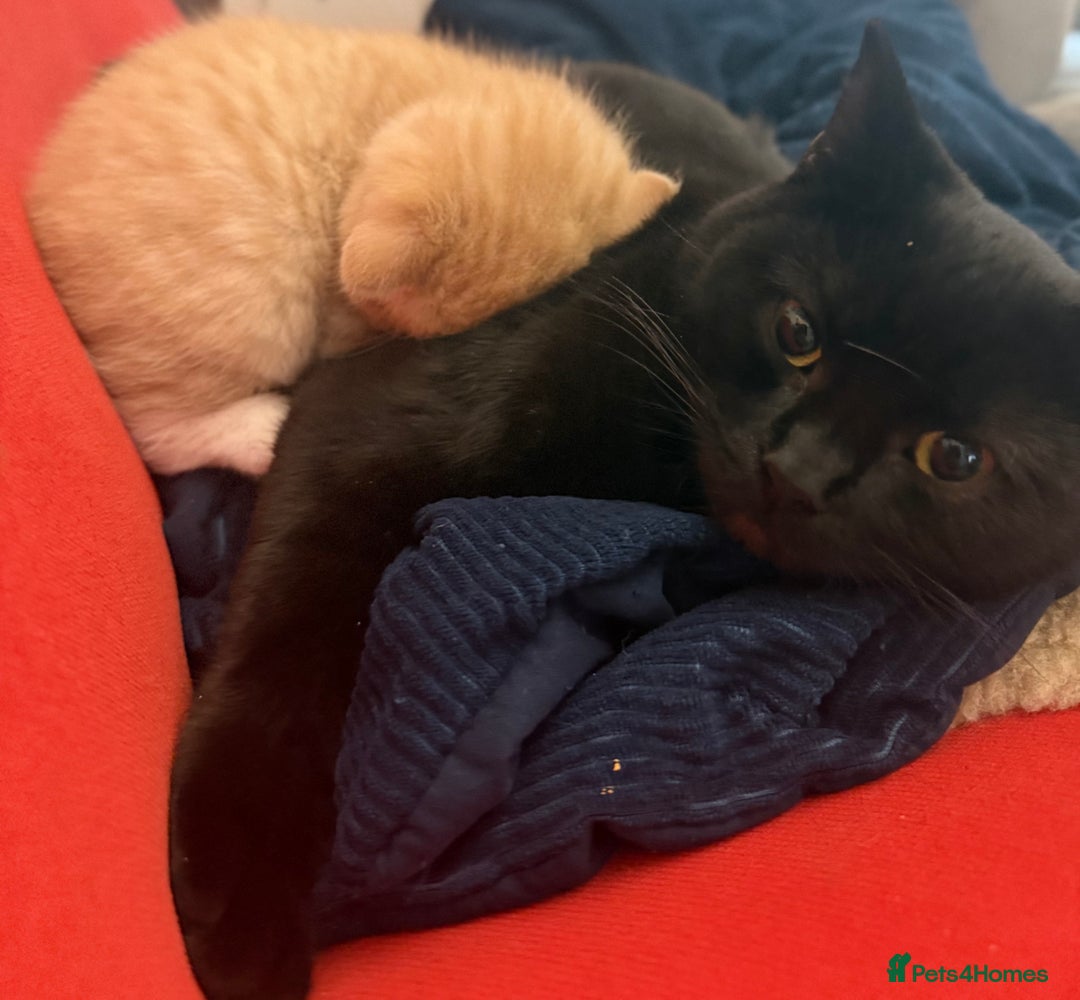 British Shorthair cats for sale: ⭐Rare Cream British Shorthair Boy ⭐  - Image 28