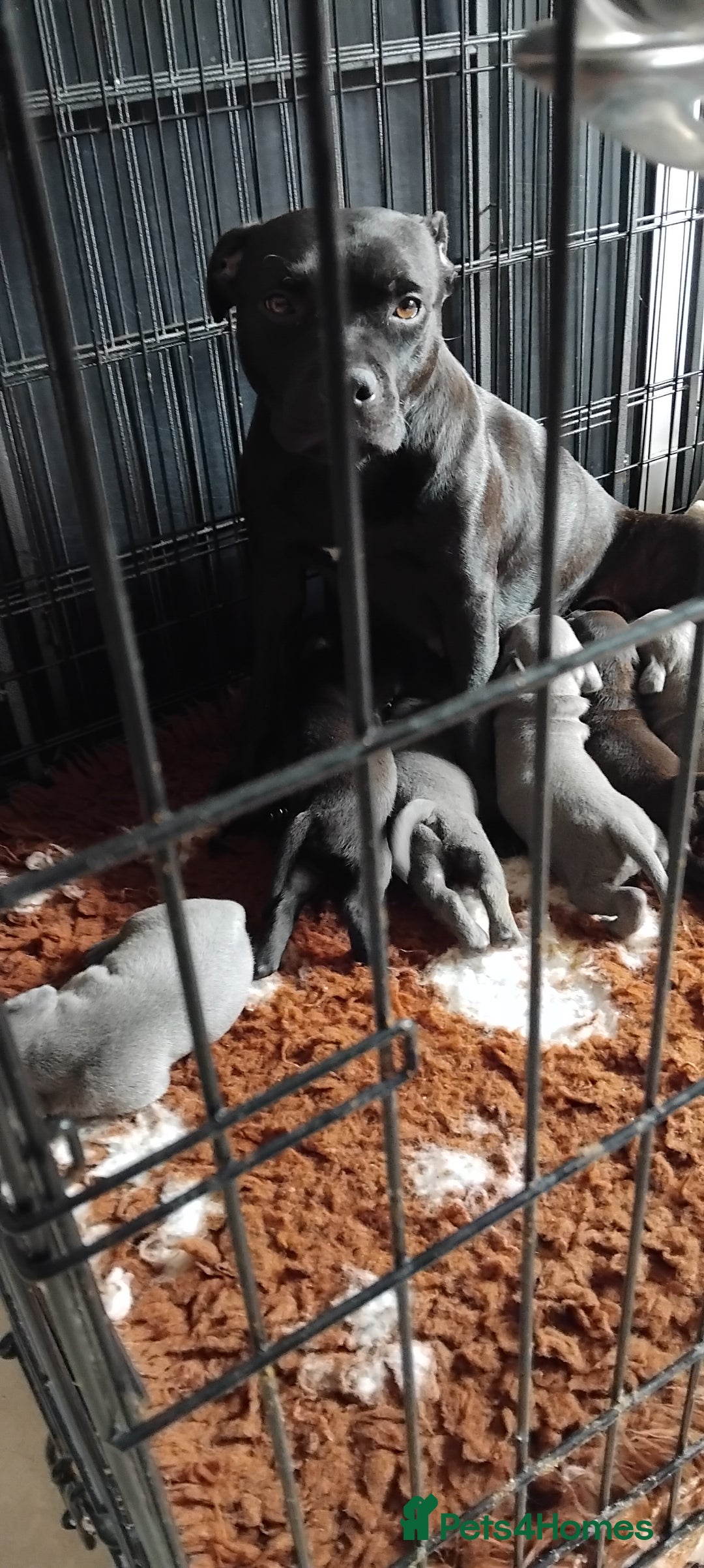 Staffordshire Bull Terrier dogs for sale: Staffordshire bull terrier pups - Image 1