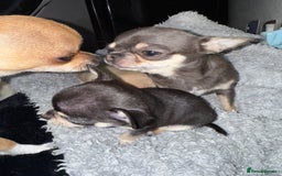Chihuahua dogs for sale: 🩵 𝓬𝓾𝓭𝓭𝓵𝔂 𝓪𝓷𝓭 𝓹𝓵𝓪𝔂𝓯𝓾𝓵 𝓫𝓸𝔂𝓼🩵 - Image 12