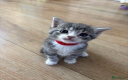 Mixed Breed cats for sale: 2 Beautiful male tabby kittens  - Image 7