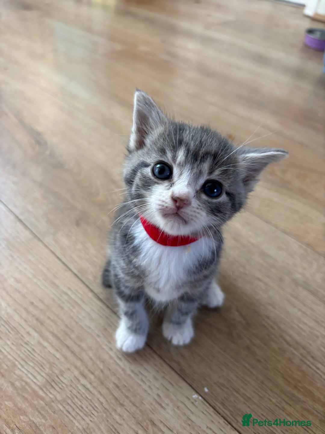 Mixed Breed cats for sale: 2 Beautiful male tabby kittens  - Image 7