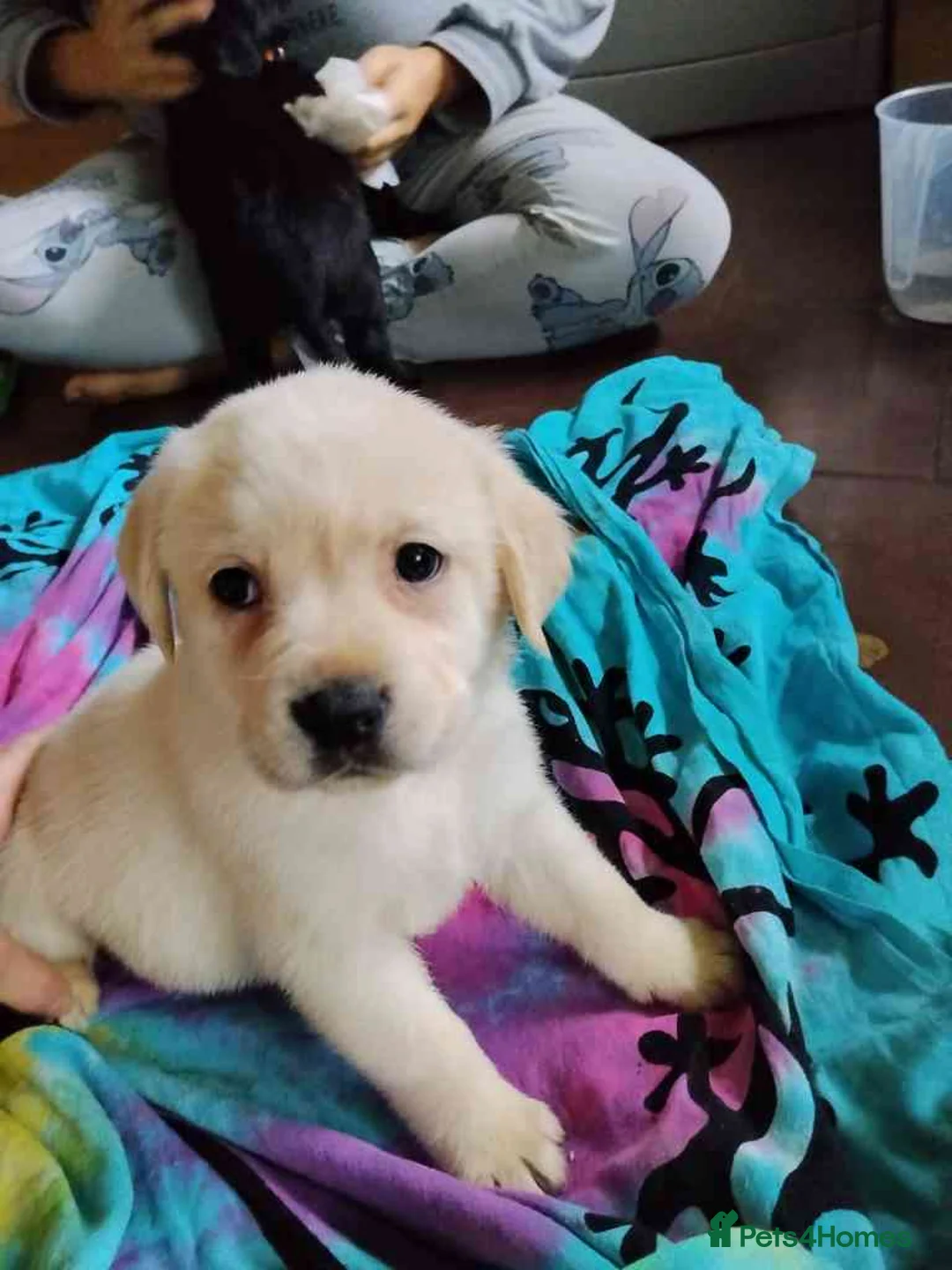 Labrador Retriever dogs for sale: 6 Yellow/Black Labrador Retrievers - Advert 9