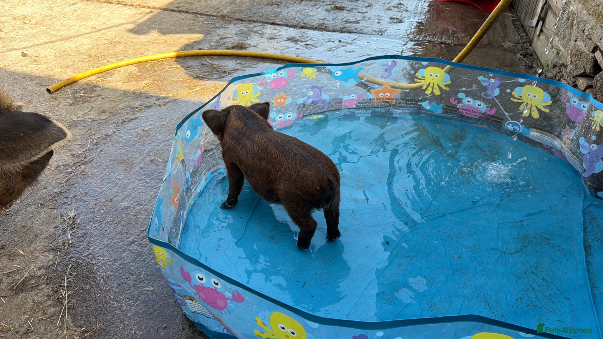 Pig livestock Kune kune piglets for sale  - Advert 2