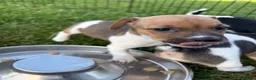 Jack Russell dogs for sale: Jack Russell Pups in York - Advert 6