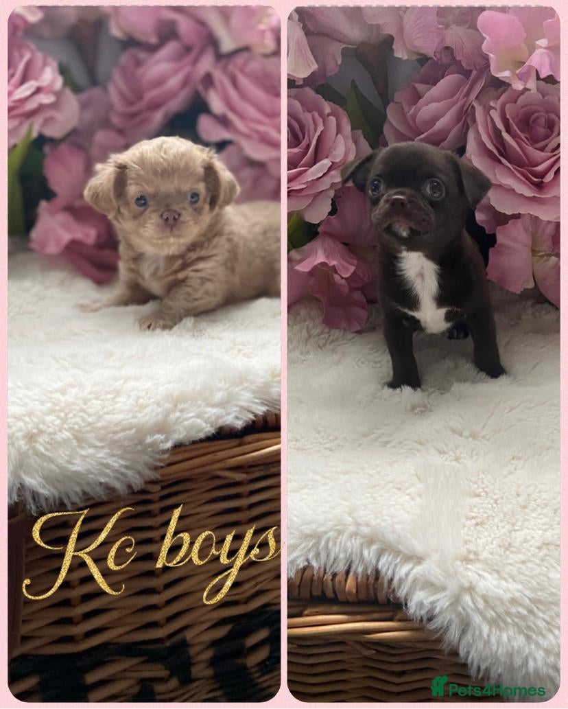 Chihuahua dogs KC Reg Chihuahuas 2 Boys 1 S/Coat &amp; 1 Long coat - Advert 5