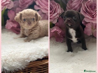 Chihuahua dogs KC Reg Chihuahuas 2 Boys 1 S/Coat & 1 Long coat - Advert 7