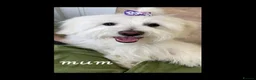 Coton De Tulear dogs for sale: Gorgeous Coton de Tulear puppies KC registered - Advert 23