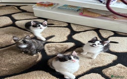 Domestic Shorthair cats for sale: Tabbies - Image 6