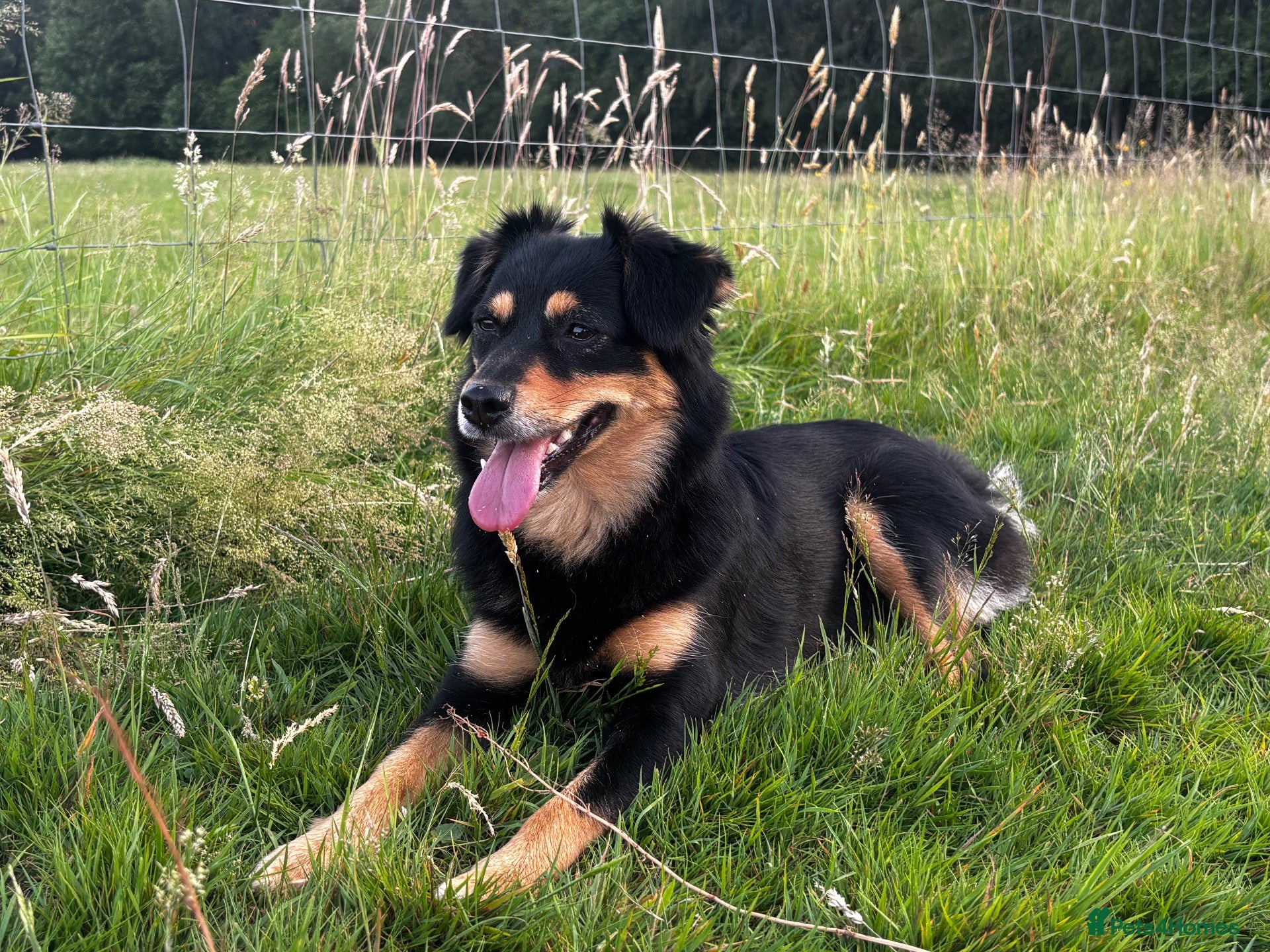Mixed Breed dogs Indie - Advert 4
