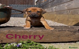 Mixed Breed dogs for sale: Stunning DNA heath test Collie x Hungarian Viszla - Image 9