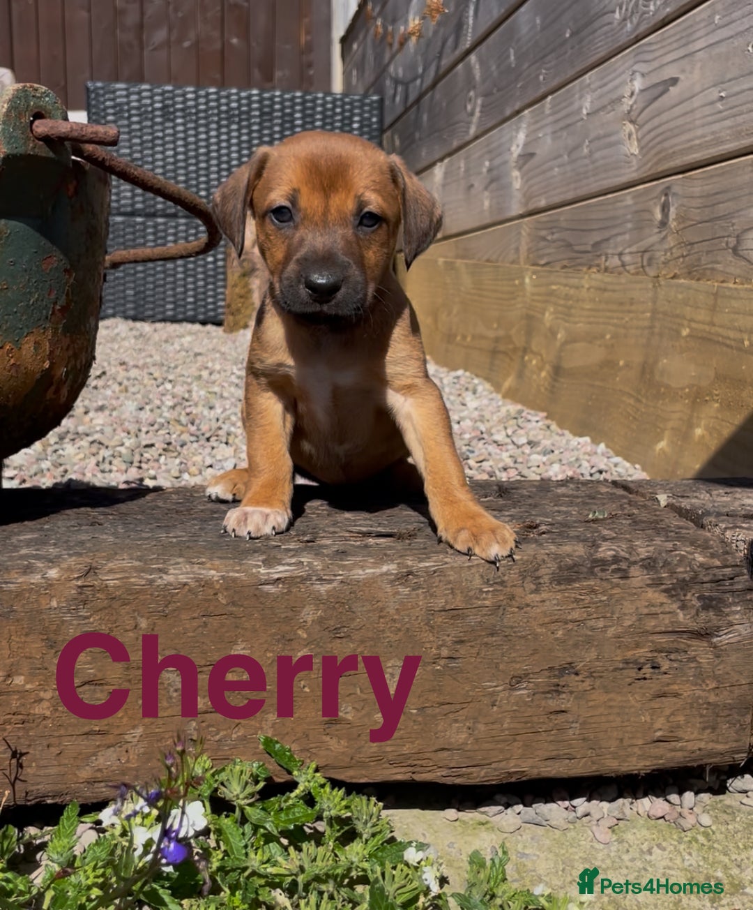 Mixed Breed dogs for sale: Stunning DNA heath test Collie x Hungarian Viszla - Image 9