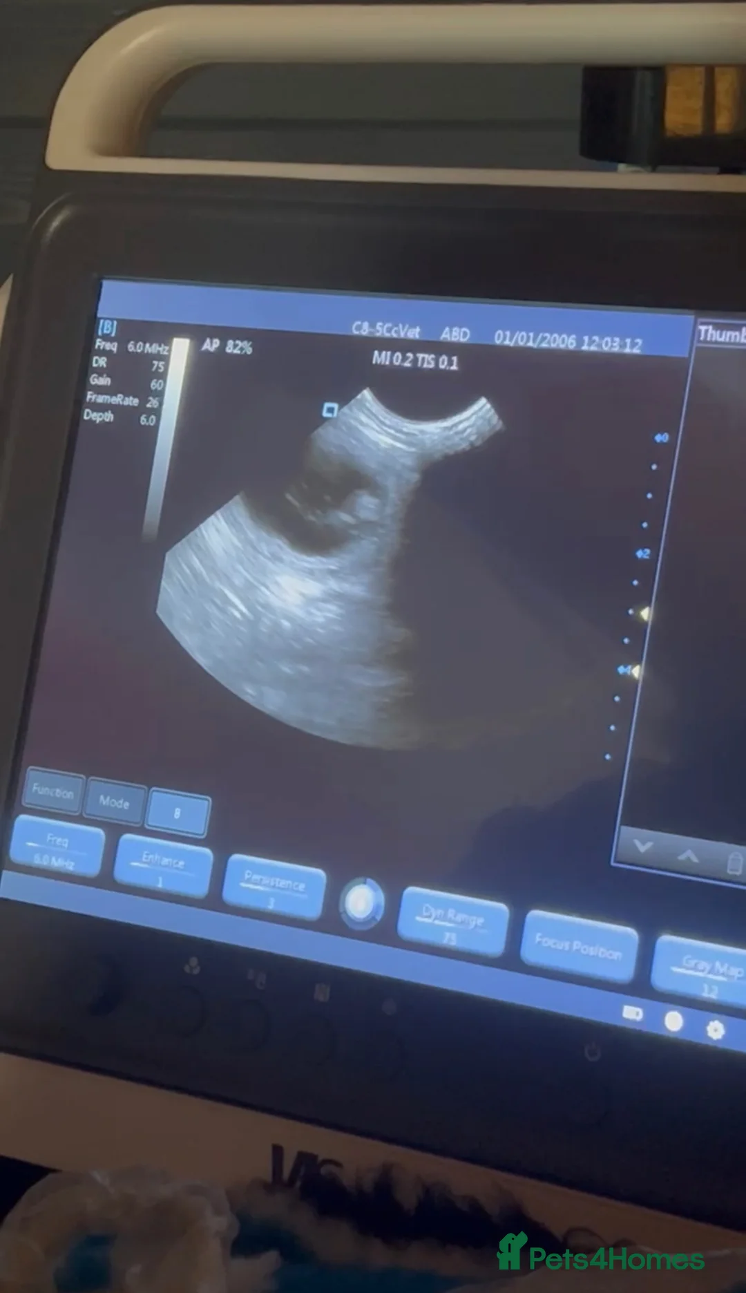 Cockapoo dogs for sale: F1B Cockapoo Puppies Due End Of April 🐶🤎 - Advert 2