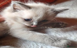 Ragdoll cats for sale: Ragdoll kittens  - Image 5