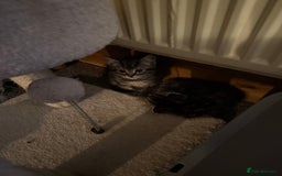 Mixed Breed cats for sale: 3 tabby kittens for sale  - Image 3