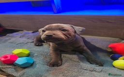 Staffordshire Bull Terrier dogs for sale: Stunning Staffordshire bull terrier pups  - Image 32