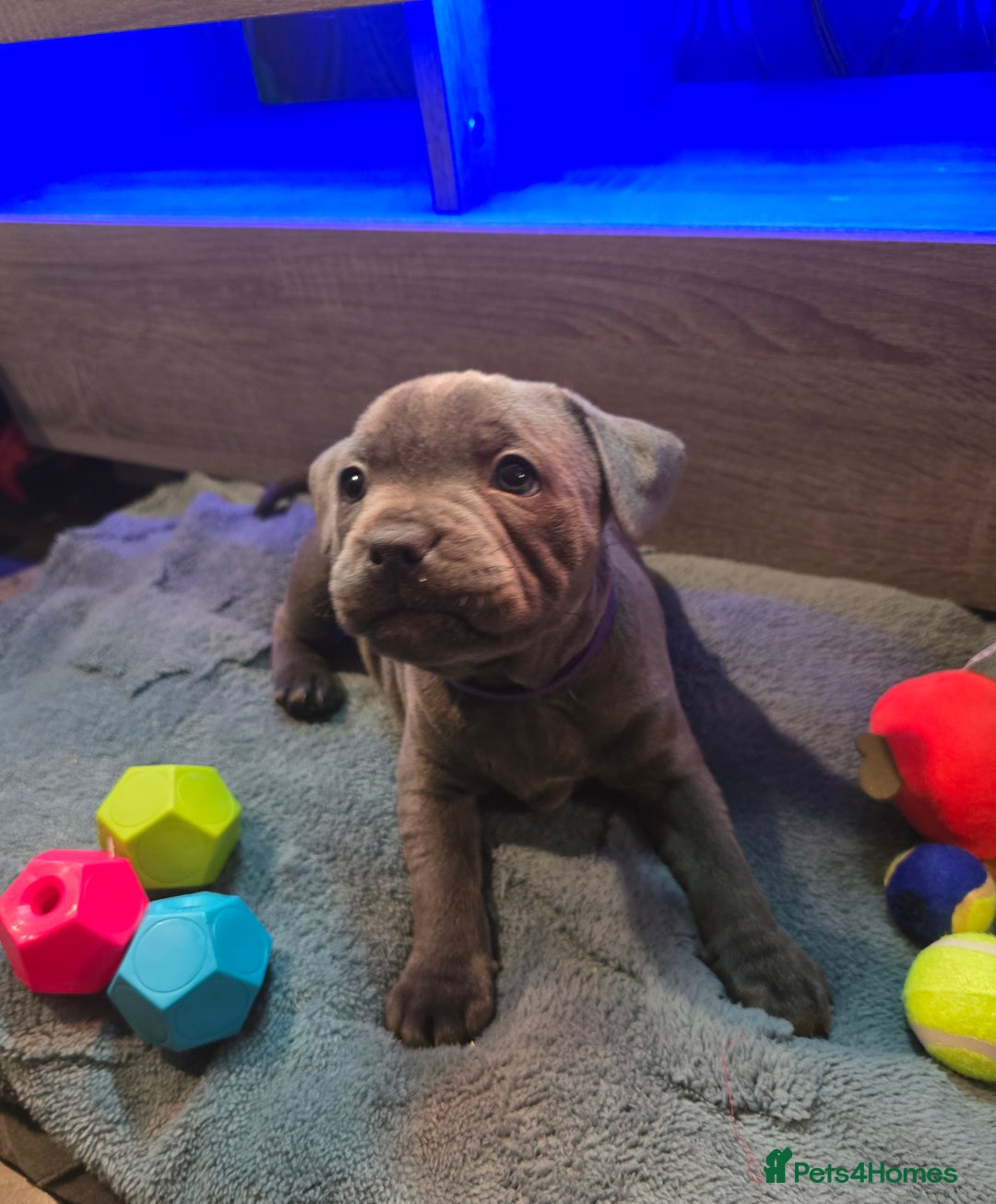 Staffordshire Bull Terrier dogs for sale: Stunning Staffordshire bull terrier pups  - Image 32
