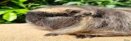 Guinea Pig rodents for sale: Bonded Pair of Boars - Advert 3
