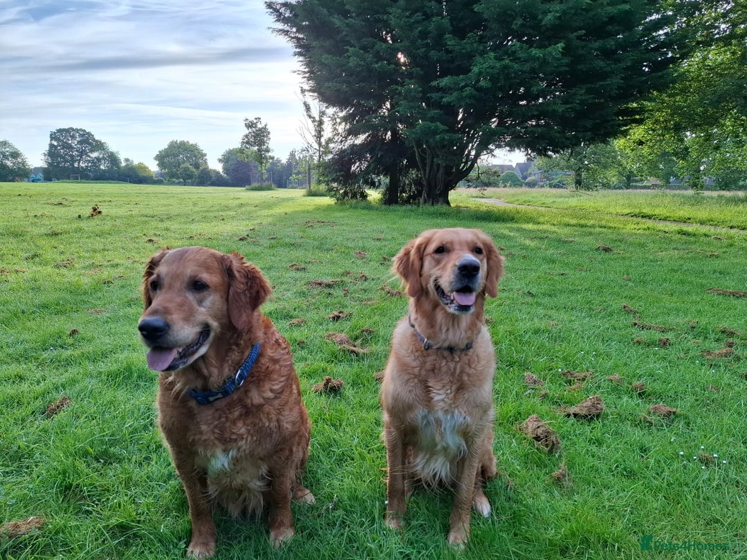 Golden Retriever dogs for sale: 🐾Sweet Golden Retriever Puppies-5 generation KC🐾 - Image 38
