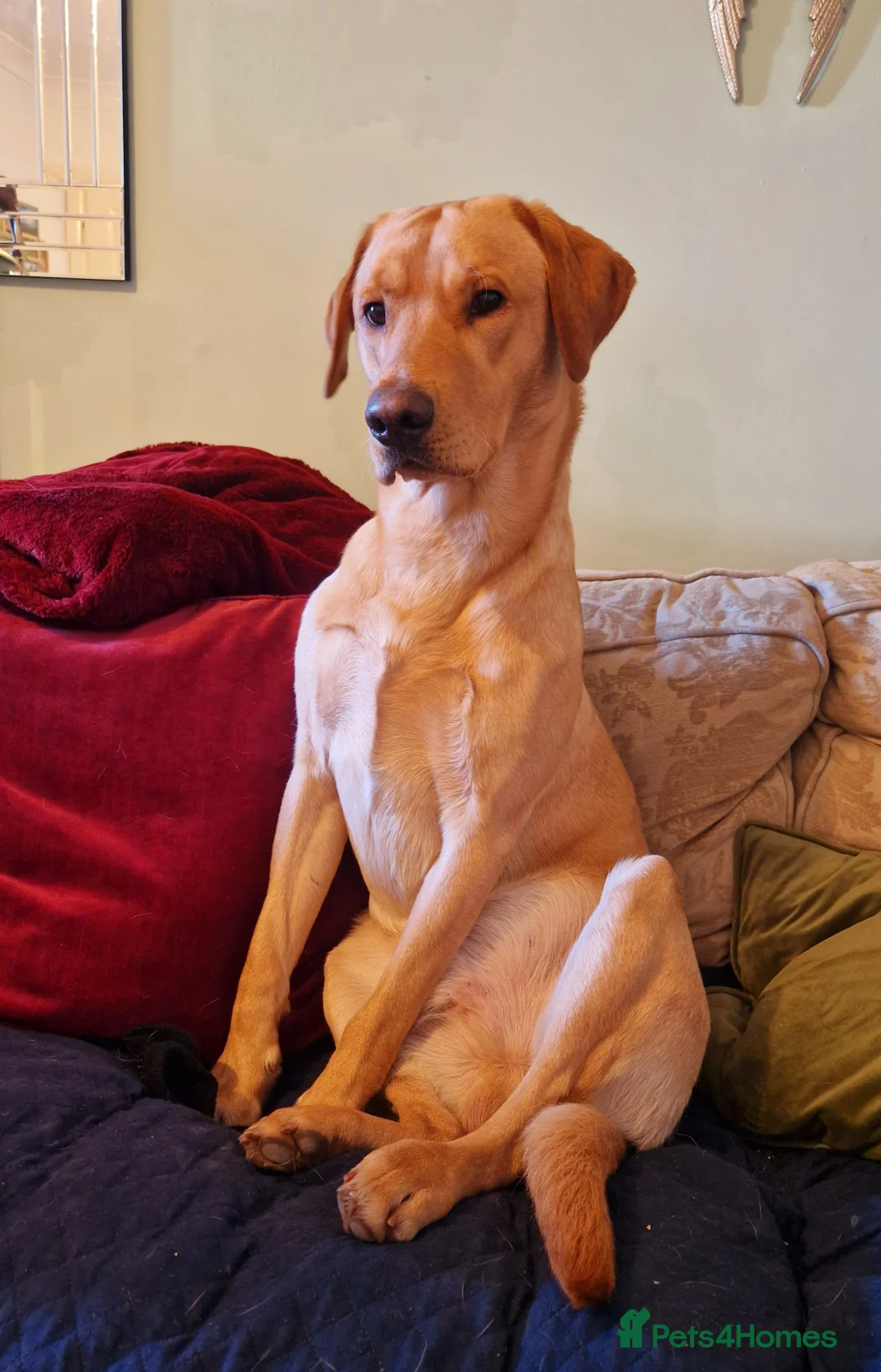 Labrador Retriever dogs for stud: Unproven Labrador Stud NO FEE. KC reg/BVA screened in Brecon - Advert 4