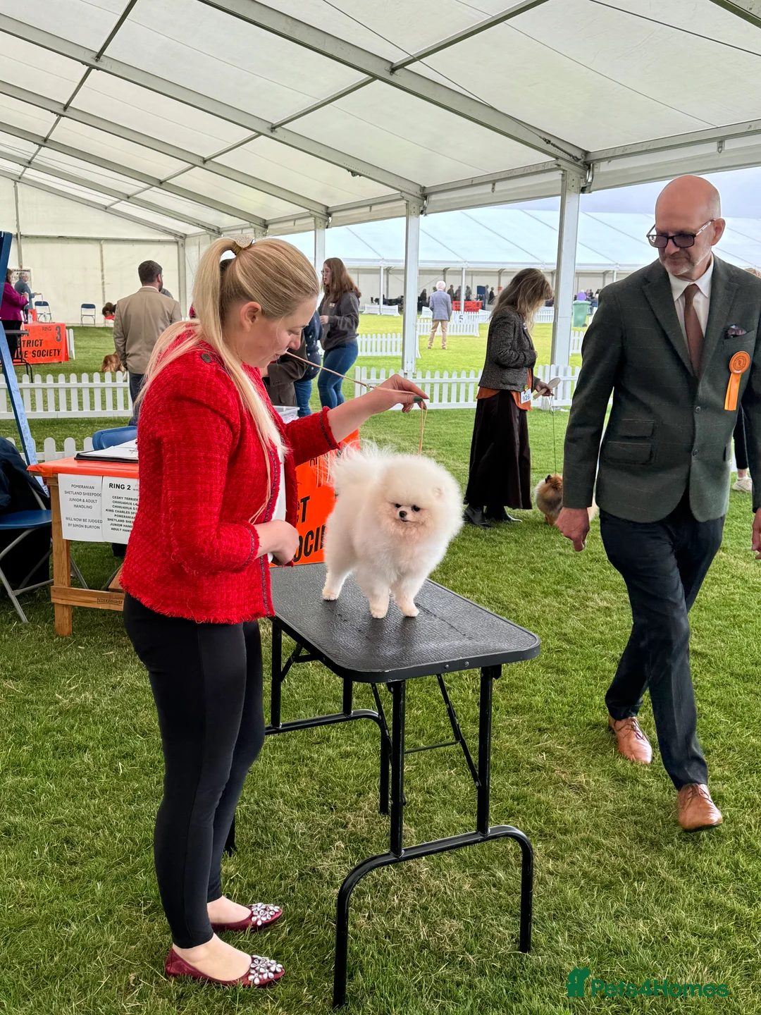 Pomeranian dogs for stud: KC well proven 1,9kg  stud in Surrey !  in Camberley - Advert 5