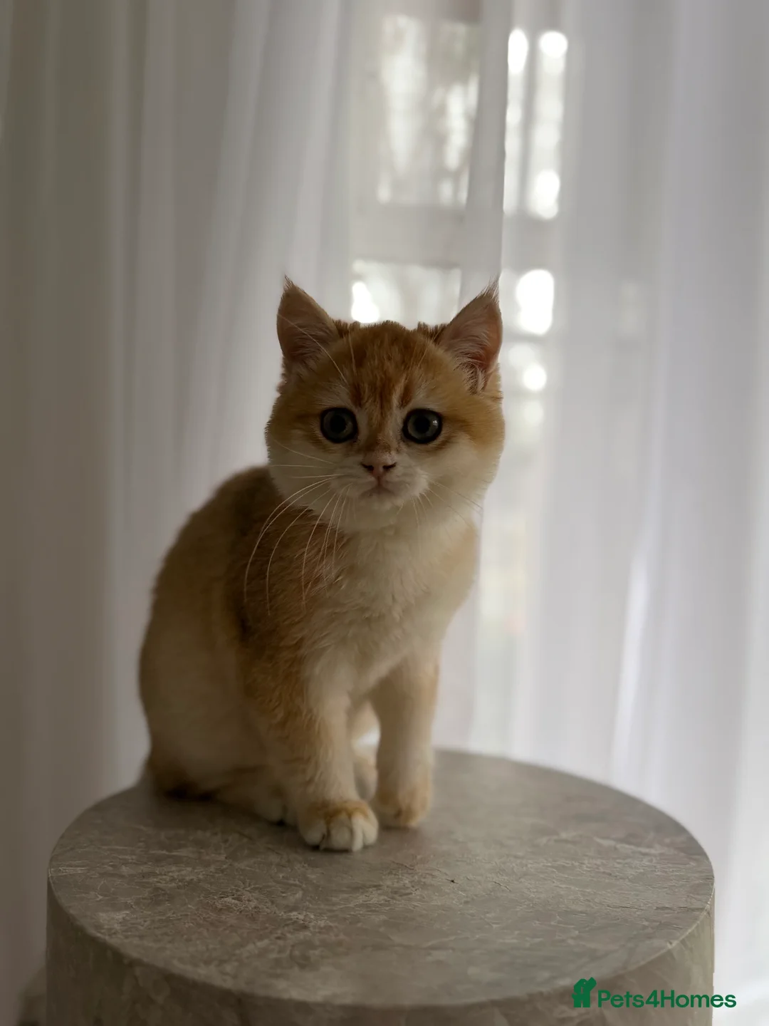 British Shorthair cats for sale: Sold British Shorthair Golden boy - Advert 8